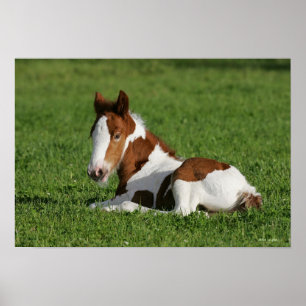 Poster Foal Lay em Grass