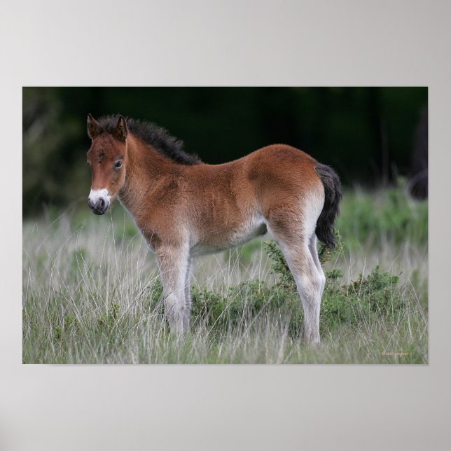 Poster Foal Permanente (Frente)