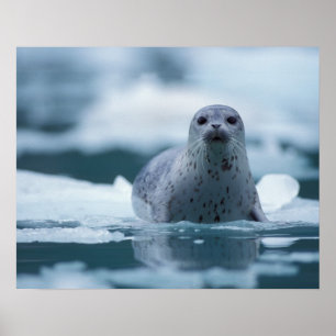 Pôster foca-comum-do-pacífico, Phoca vitulina richardsi