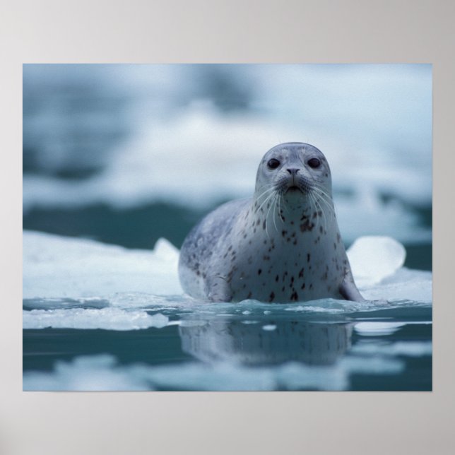 Pôster foca-comum-do-pacífico, Phoca vitulina richardsi (Frente)