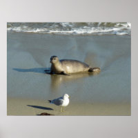Foca-comum em La Jolla Califórnia