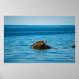 Poster Foca-do-Atlântico