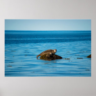 Poster Foca-do-Atlântico