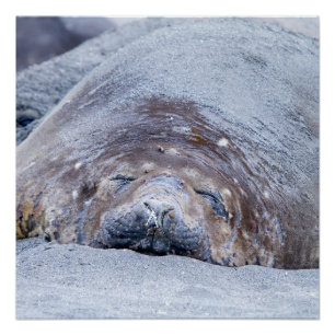 Pôster Foca-elefante que dorme