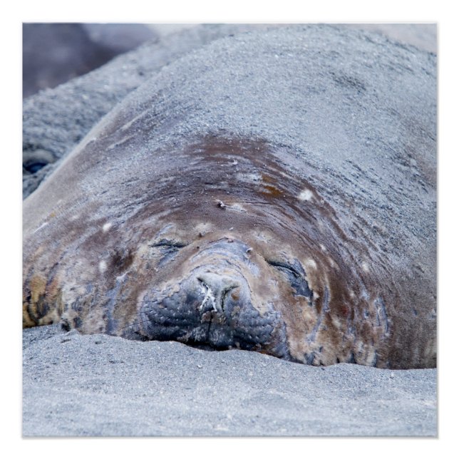 Pôster Foca-elefante que dorme (Frente)