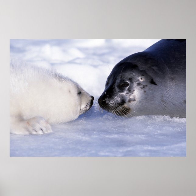 Poster Foca Harpa Mãe com Filhote (Frente)
