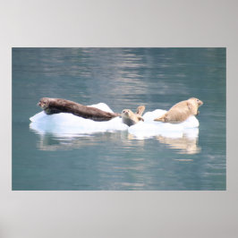 Poster Focos no gelo