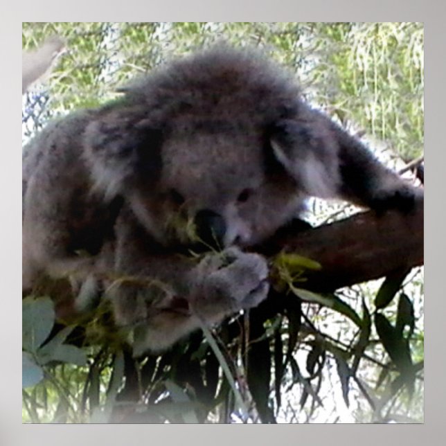 Pôster Fofinho Koala (Frente)