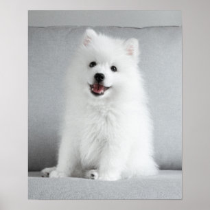 Poster Fofo Bonito, Puppy Spitz Japonês