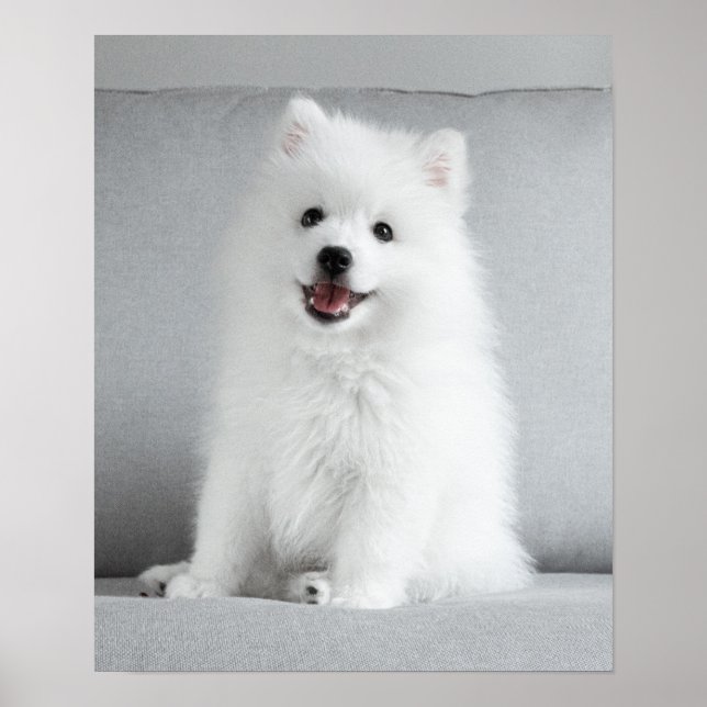 Poster Fofo Bonito, Puppy Spitz Japonês (Frente)