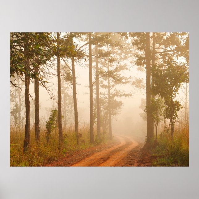 Poster Fog in pine forestforest,beautiful,black,dark,dawn (Frente)