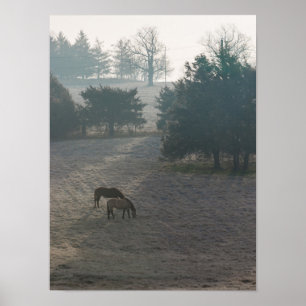 Pôster Foggy Grazing