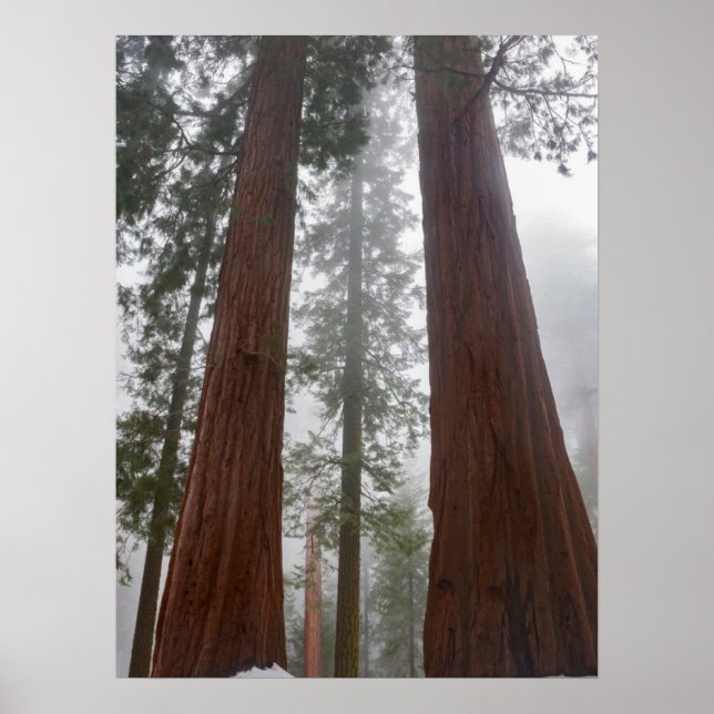 Poster Foggy Morning & Primavera Snow Sob Sequoia Gigante (Frente)