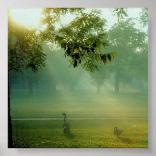 Pôster foggygeese