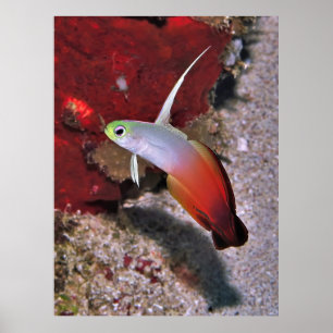Poster Fogo Dartfish Retrato
