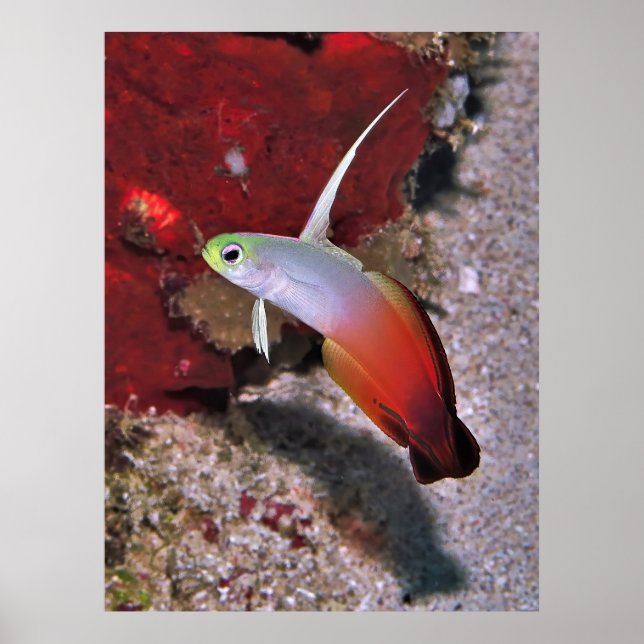 Poster Fogo Dartfish Retrato (Frente)