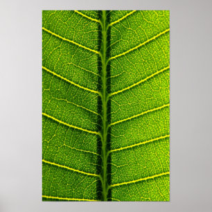 Poster folha