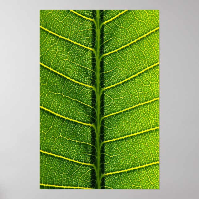 Poster folha (Frente)