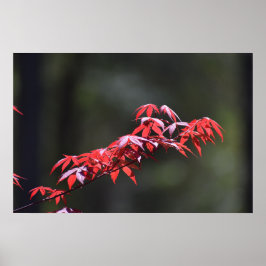 Poster Folha de Maple,