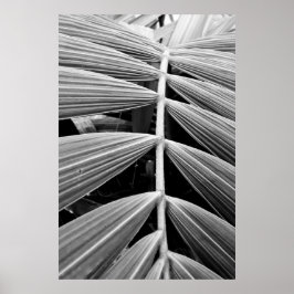 Poster folha de palmeira