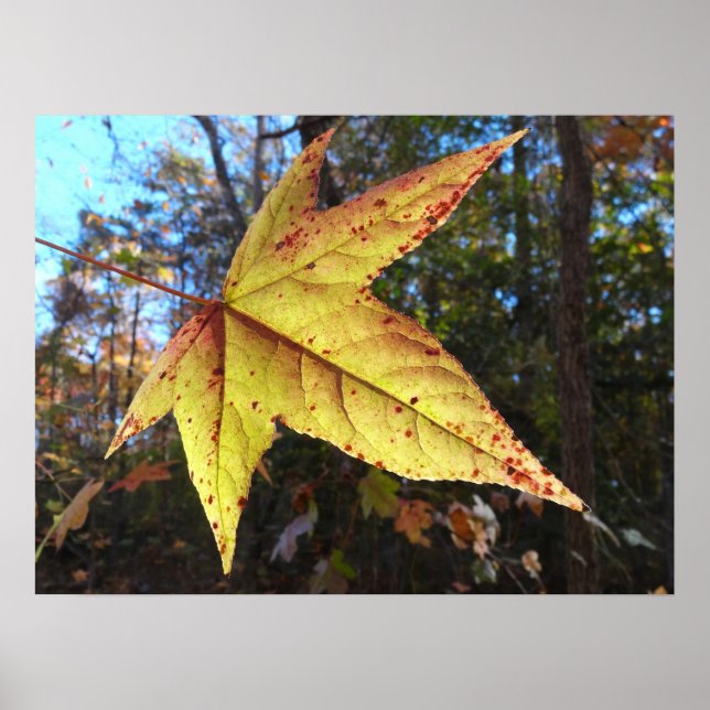 Poster Folha de Sweetgum brilhante na Floresta (Frente)