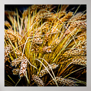 Pôster Folha De Trigo - Obrigado