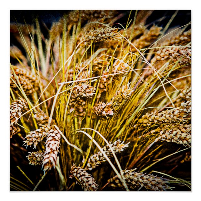 Pôster Folha De Trigo - Obrigado (Frente)