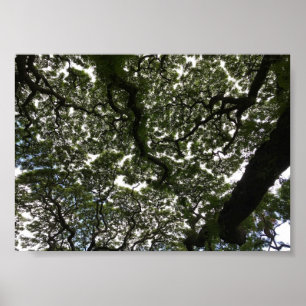 Poster Folha do macaco