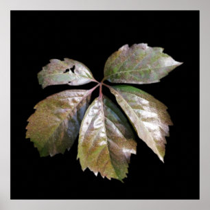 Pôster folha enferrujada