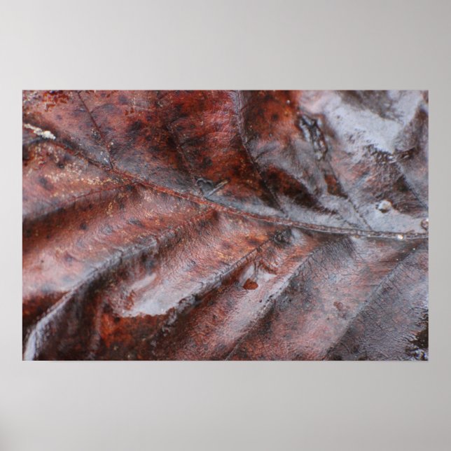 Pôster Folha Molhada (Frente)