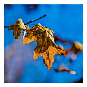 Pôster Folha seca de carvalho - A primavera não está long