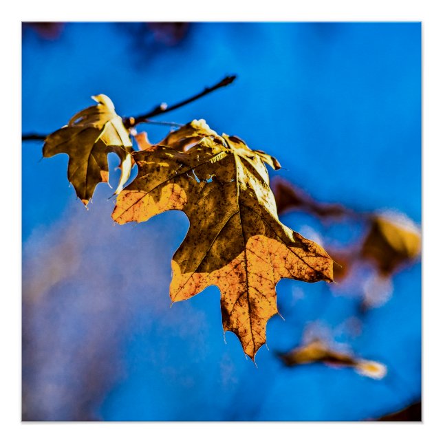 Pôster Folha seca de carvalho - A primavera não está long (Frente)