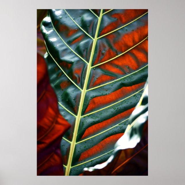 Poster Folha verde (Frente)