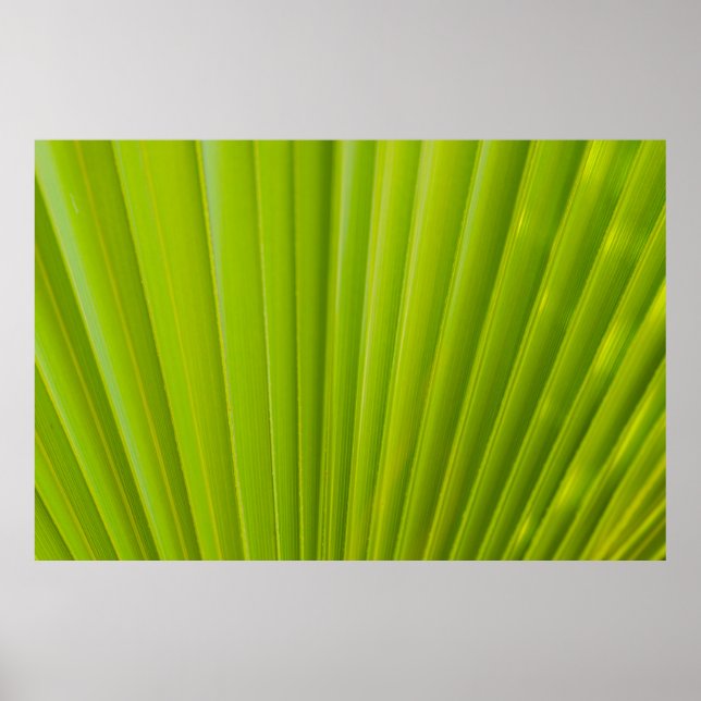 Poster Folha verde (Frente)