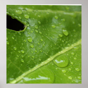 Poster Folha verde com poster/impressão dos pingos de