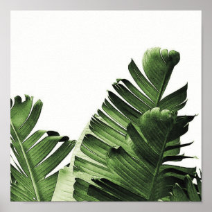 Poster Folha verde da banana