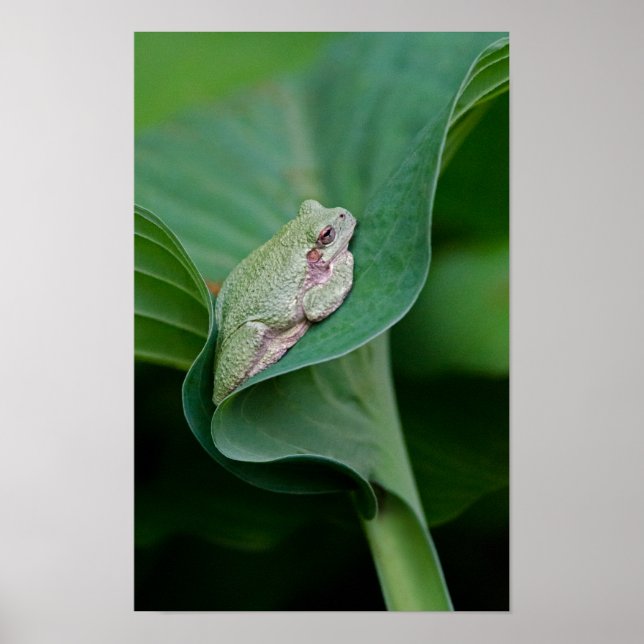 Poster Folha Verde de Hosta e Rã (Frente)