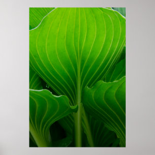 Pôster Folha verde do Hosta