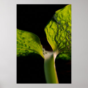 Pôster Folha verde do Hosta no preto