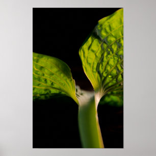 Pôster Folha verde do Hosta no preto