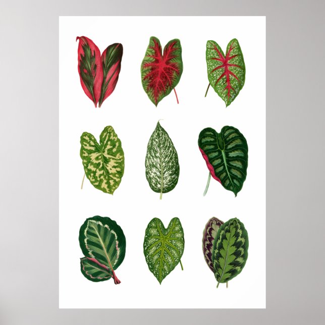 Poster Folhagem (Frente)