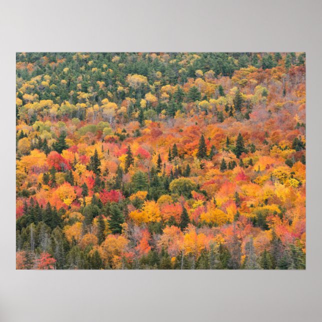 Poster Folhagem do outono | Península de Keweenaw, Michig (Frente)