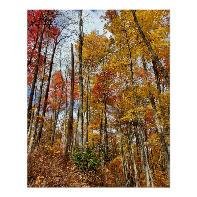 Pôster Folhagem do Parque Nacional das Montanhas do Enfum (Frente)