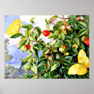 Poster Folhagem, Flores e Frutas da Pitanga - Jamaica