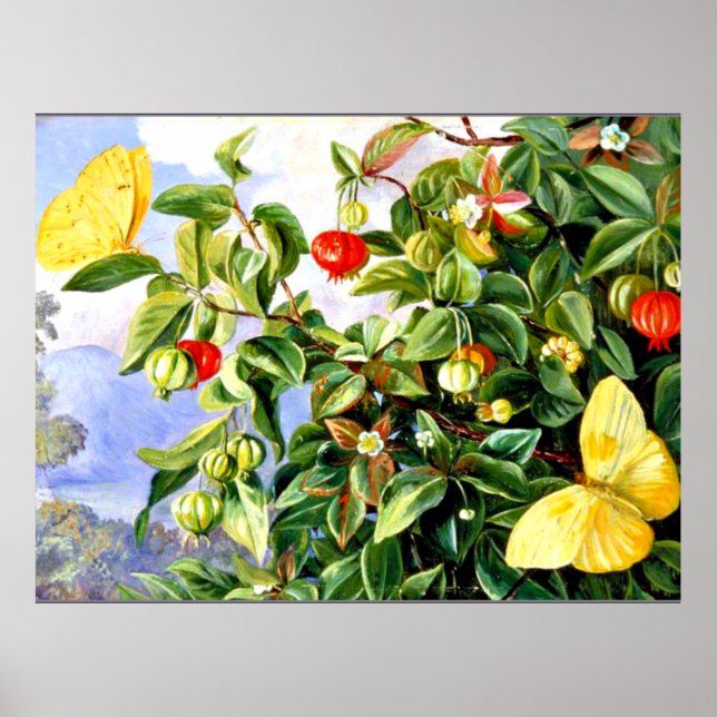 Poster Folhagem, Flores e Frutas de Pitanga - Jamaic (Frente)