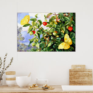 Poster Folhagem, Flores e Frutas de Pitanga, Jamaica