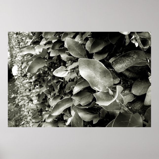 Poster folhas (Frente)