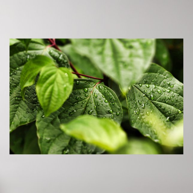 Poster Folhas (Frente)