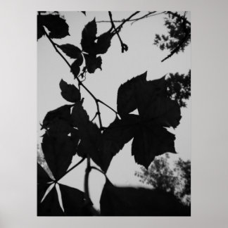 Pôster Folhas