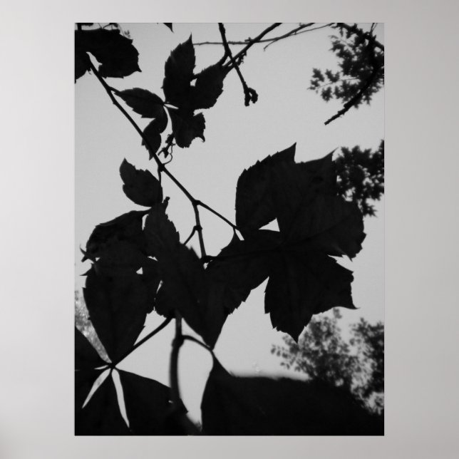 Pôster Folhas (Frente)